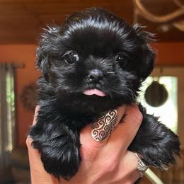 Midnight - Black male Shih Tzu puppy in Nekoosa, Wisconsin from Brox Acres House of Fur LLC