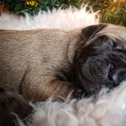 Great Dane Puppies from Pepper Mae Danes