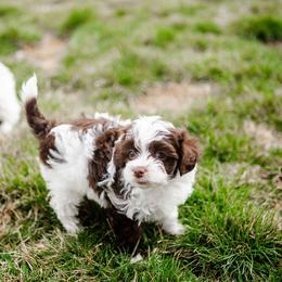 Bernedoodle, Cavapoo, Havanese, and Havapoo Puppies from Lady Paws Puppies - Cassie