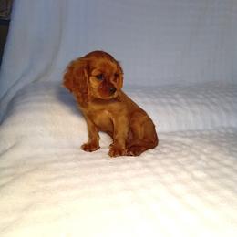 Ward - Ruby male Cavalier King Charles Spaniel puppy in Fredericksburg, Ohio from Timshell Farm: Specialty Crossbreed Puppies