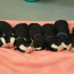 Red - Black rust and white male Bernese Mountain Dog puppy in Elkton, Maryland from Bernese Beauties