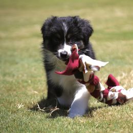 Braille - Black tri female Miniature Australian Shepherd puppy in Weatherford, Texas from Ridgestar Aussies