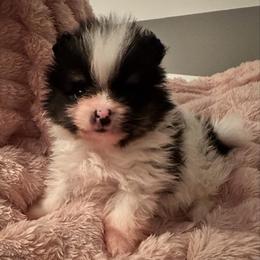 Whiskey - Black parti male Pomeranian puppy in Waterloo, Indiana from Garcias Pomeranian