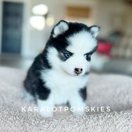 Ross - Black and white Pomsky puppy in Grass Valley, California from Karalot Pomskies
