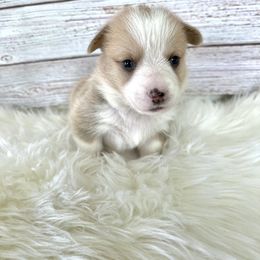 Pembroke Welsh Corgi Puppies from Kern River Corgis