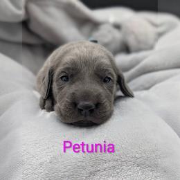 Petunia - Blue female Weimaraner puppy in Evart, Michigan from Drehbar Weimaraners