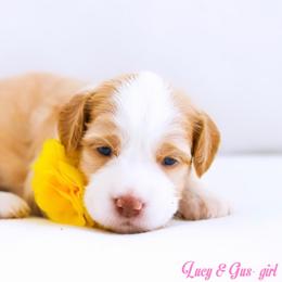 Coral - Cream female Australian Labradoodle puppy in Diamond Bar, California from Furrytaildoodles