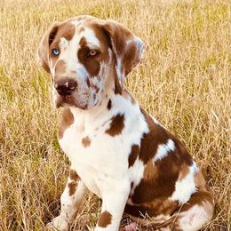 Great Dane Puppies from Texas Devine Danes