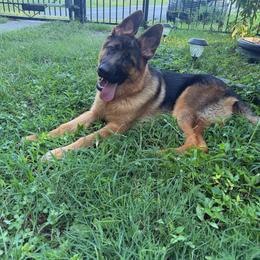 Onyx - Black and tan female German Shepherd puppy in Louisville, Kentucky from Haus of Beautiful Chaos German Shepherds