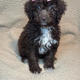 Reagan - Chocolate female Goldendoodle puppy in Lancaster, Kentucky from Dream Paws Puppies, LLC