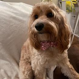 Cockapoo Puppies from Golden Paws