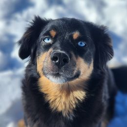 Taini - Miniature Australian Shepherd