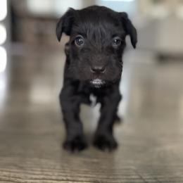 Cocoa - Liver female Miniature Schnauzer puppy in South Jordan, Utah from Kelli Palmer
