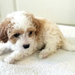 Little Guy - Apricot male Cavapoo puppy in Waco, Texas from Good Shepherd Homestead