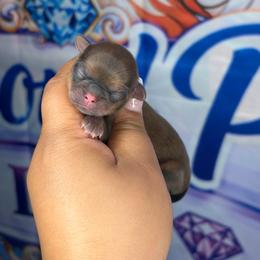 Akc tiny girl 2 - Red female Shih Tzu puppy in Roseville, Michigan from Diamond Paws LLC