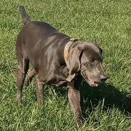 Weimaraners from Shirey's Weimaraner Kennel