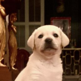 Labrador Retriever Puppies from Saddle Creek English Labradors