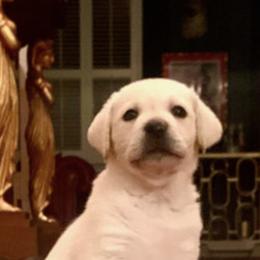 Labrador Retriever Puppies from Saddle Creek English Labradors