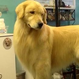 Mozart - Golden Retriever