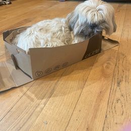 Penelope - Lhasa Apso