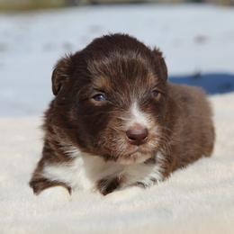 Chococat-1400 - Red tri-color female Australian Shepherd puppy in Star City, Arkansas from Circle P Farm Australian Shepherds