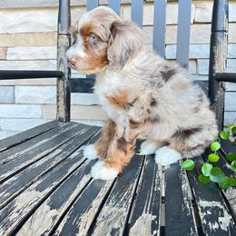 Lola - Blue merle female Bernedoodle puppy in Holtwood, Pennsylvania from Country Ridge Puppies