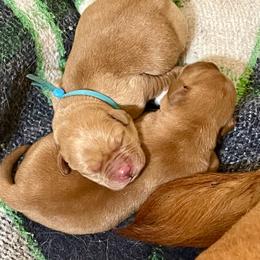 Jack Russell Terrier and Labrador Retriever Puppies from Canine Assist