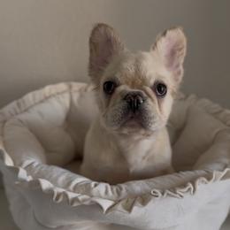 Pax Dresser - Cream male French Bulldog puppy in Cedar Hill, Texas from Puppy Paper House
