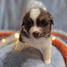 Blue collar - Red tri-color male Miniature American Shepherd puppy in Statesboro, Georgia from Azure Miniature American Shepherds