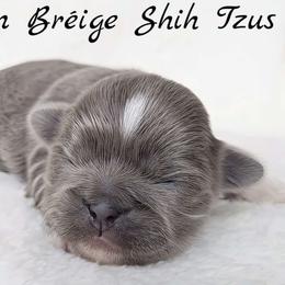 AKC Blue & White Male - Blue male Shih Tzu puppy in Middle Grove, New York from Beirin Breige Shih Tzus