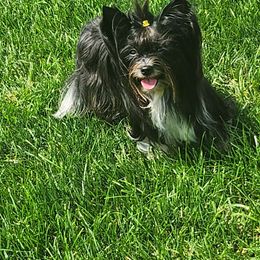 Lady Gumdrop - Biewer Terrier