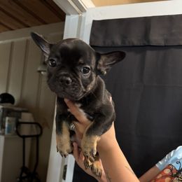 Eloise - Black and tan female French Bulldog puppy in Bakersfield, California from Dreaming of Dachshunds