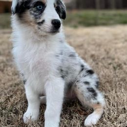 Australian Shepherds from Greyson’s Legacy Australian Shepherds