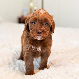 Myers - Red  male Goldendoodle puppy in Sallisaw, Oklahoma from Huddle Puppies