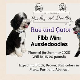 Aussiedoodle puppies from North Florida Poodles and Doodles