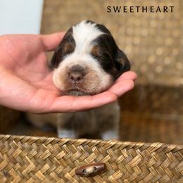 Sweetheart - Tri-Roan female English Springer Spaniel puppy in Brownsville, Texas from South Texas Springers