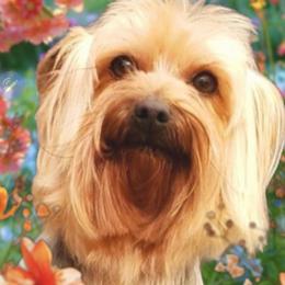 Bunny - Yorkshire Terrier