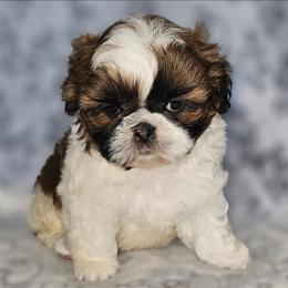 Gold White Male - Gold and white male Shih Tzu puppy in Dixon, Illinois from Sharon's Pups