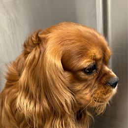 Sam - Cavalier King Charles Spaniel