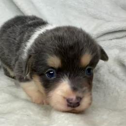 Martha - Gray and white female American Corgi puppy in Grants Pass, Oregon from KnR Antler Dogs