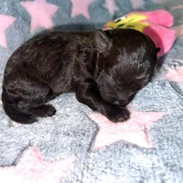 Serenity - Brown female Maltipoo puppy in Hephzibah ( Richmond County ), Georgia from Healing Pawz LLC
