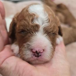 Boy 4 - Red male Cavapoo puppy in Knoxville, Tennessee from Shannan's Cavapoos