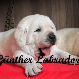 Labrador Retriever Puppies from Günther Labradors