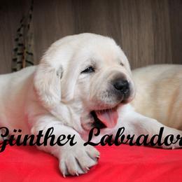 Labrador Retriever Puppies from Günther Labradors