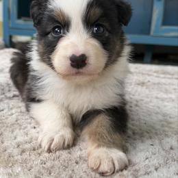 Monroe - Black tri-color female Australian Shepherd puppy in Kearney, Nebraska from Helix Aussies