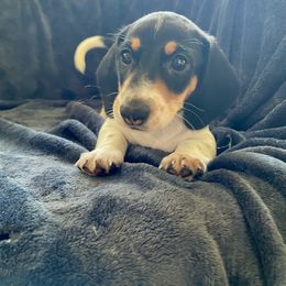 Dachshund Puppies from Welden’s Miniature Dachshunds