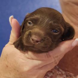 Chocolate boy - Chocolate male Dachshund puppy in Port Charlotte, Florida from Vicki's Dachshund Crossing