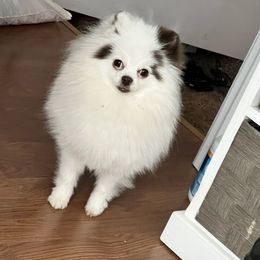Seven - Pomeranian