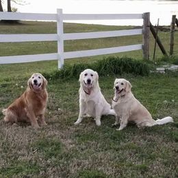 Golden Retrievers from Texlake Goldens