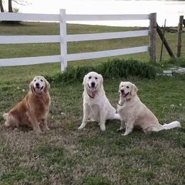 Golden Retrievers from Texlake Goldens